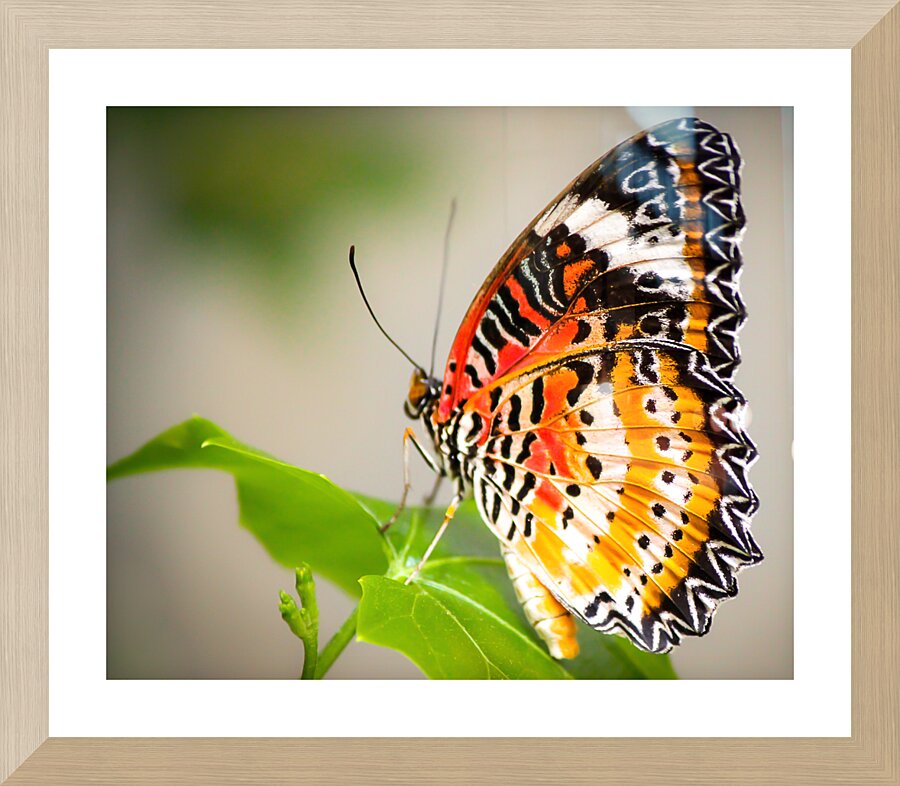 Lovely Lacewing Picture Frame print