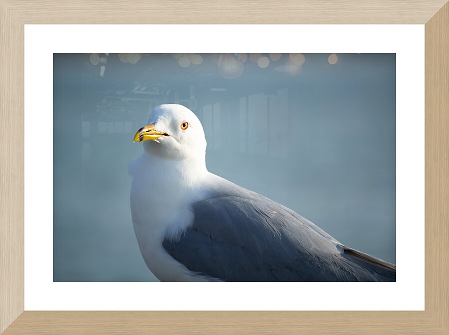 Seagull Sighting Picture Frame print