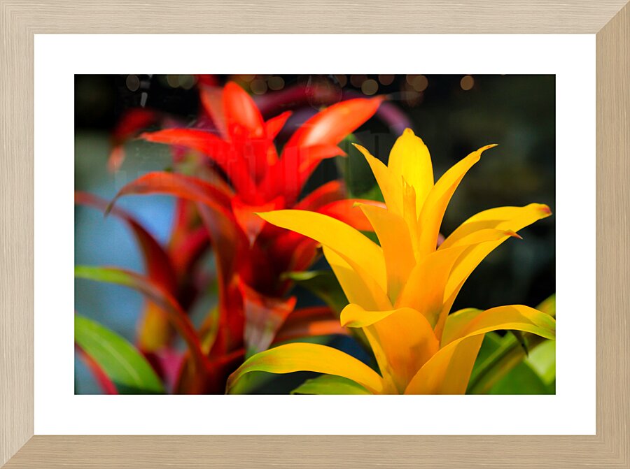 Vibrant Botanicals Picture Frame print