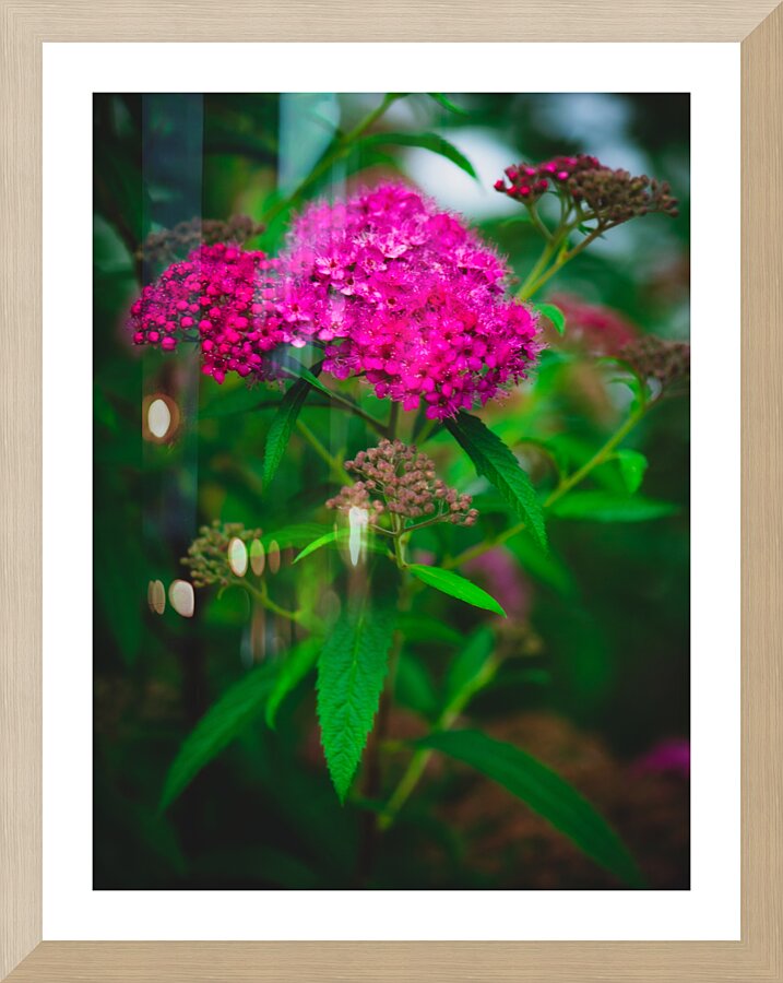 Mystical Meadowsweet Picture Frame print