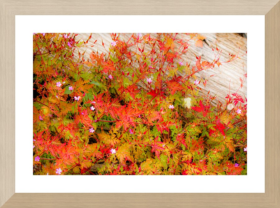 Joyful Geraniums Picture Frame print