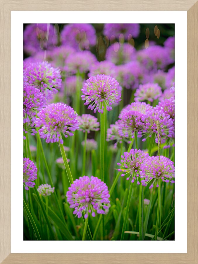 Serendipity Picture Frame print