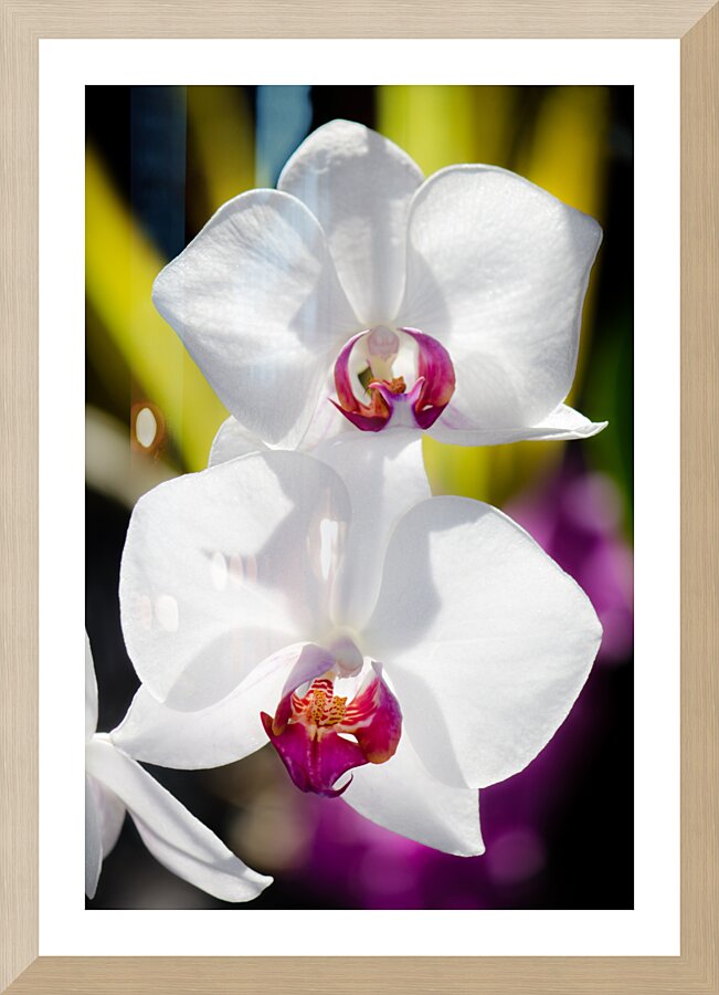 Smiling Moth Orchid Picture Frame print