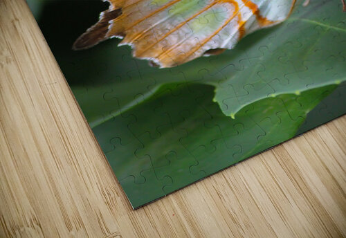 Belle Papillon Kinseys Captures puzzle