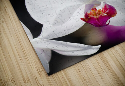 Smiling Moth Orchid Kinseys Captures puzzle