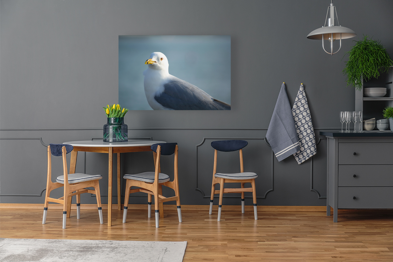 Seagull Sighting Reproduction