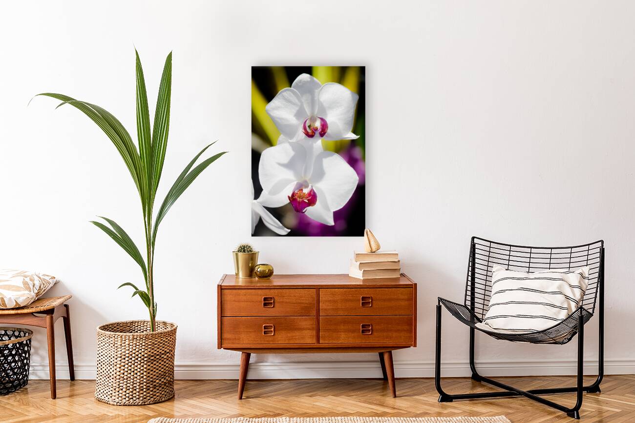 Smiling Moth Orchid Reproduction