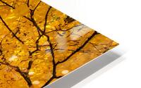 Fall Foliage HD Metal print