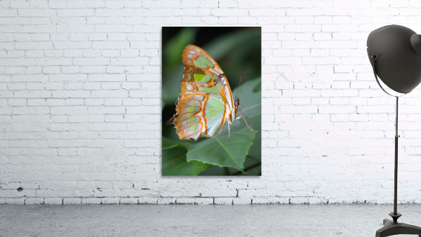 Belle Papillon Wall Preview