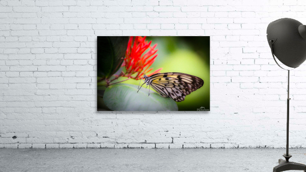 Paper Kite Dreams Wall Preview