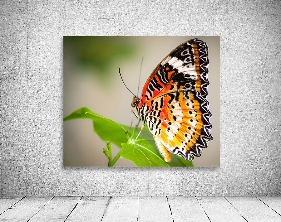 Lovely Lacewing Wall Preview