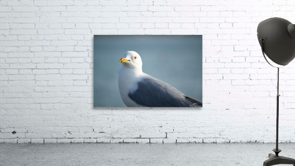 Seagull Sighting Wall Preview