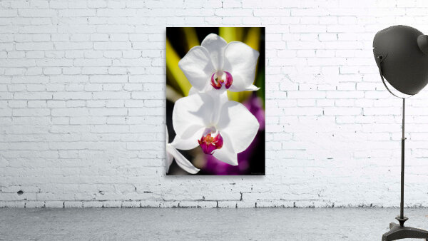 Smiling Moth Orchid Wall Preview