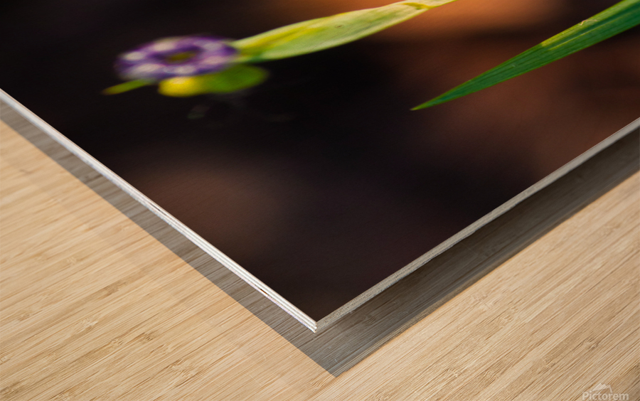 Blooms Friend Wood print