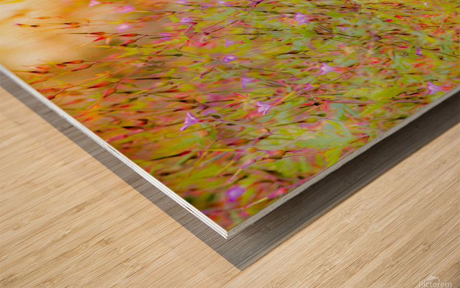 Sunset Meadow Wood print