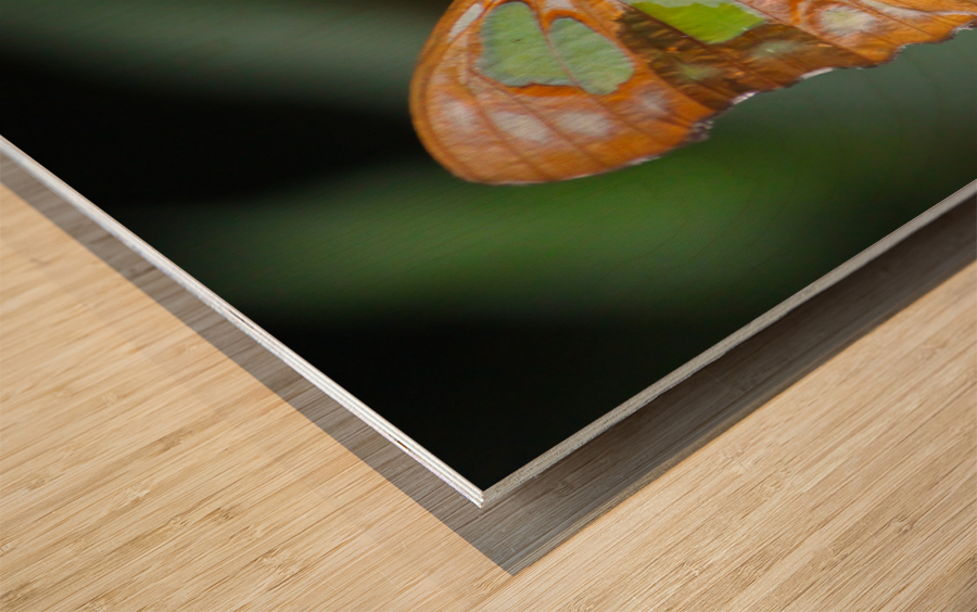 Belle Papillon Wood print