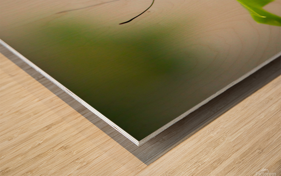 Lovely Lacewing Wood print