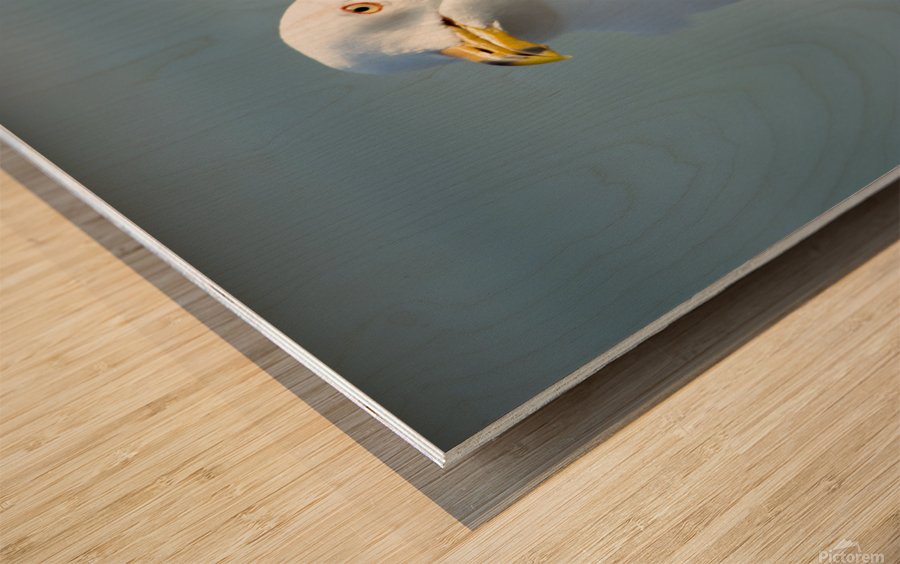 Seagull Sighting Wood print