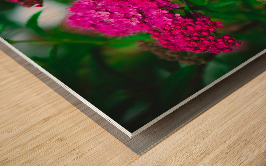 Mystical Meadowsweet Wood print