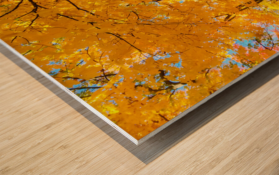 Fall Foliage Wood print