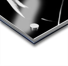 Bodyscape from Below Acrylic print