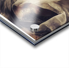 Mystery Under Wraps Acrylic print