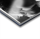 Sweet Embrace Acrylic print