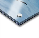 Pelican3 Acrylic print