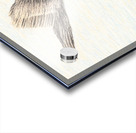 PelicanSketch3 Acrylic print