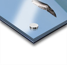 IMG 1679 Acrylic print