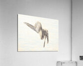 PelicanSketch3 Acrylic Print