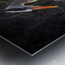 GreatBlueHeron Metal print