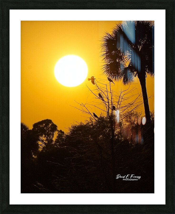 IMG 7934 Picture Frame print