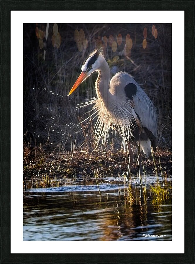 GreatBlueHeron Picture Frame print