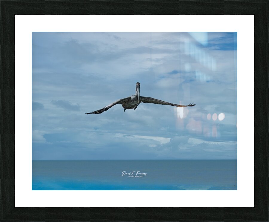 Pelican3 Picture Frame print