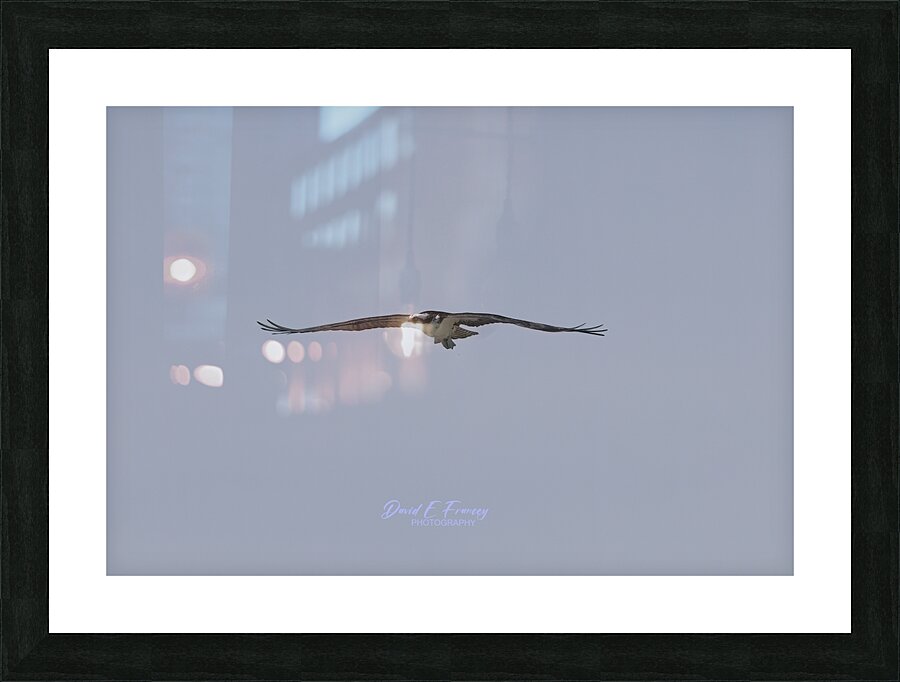 IMG 0091Osprey Picture Frame print