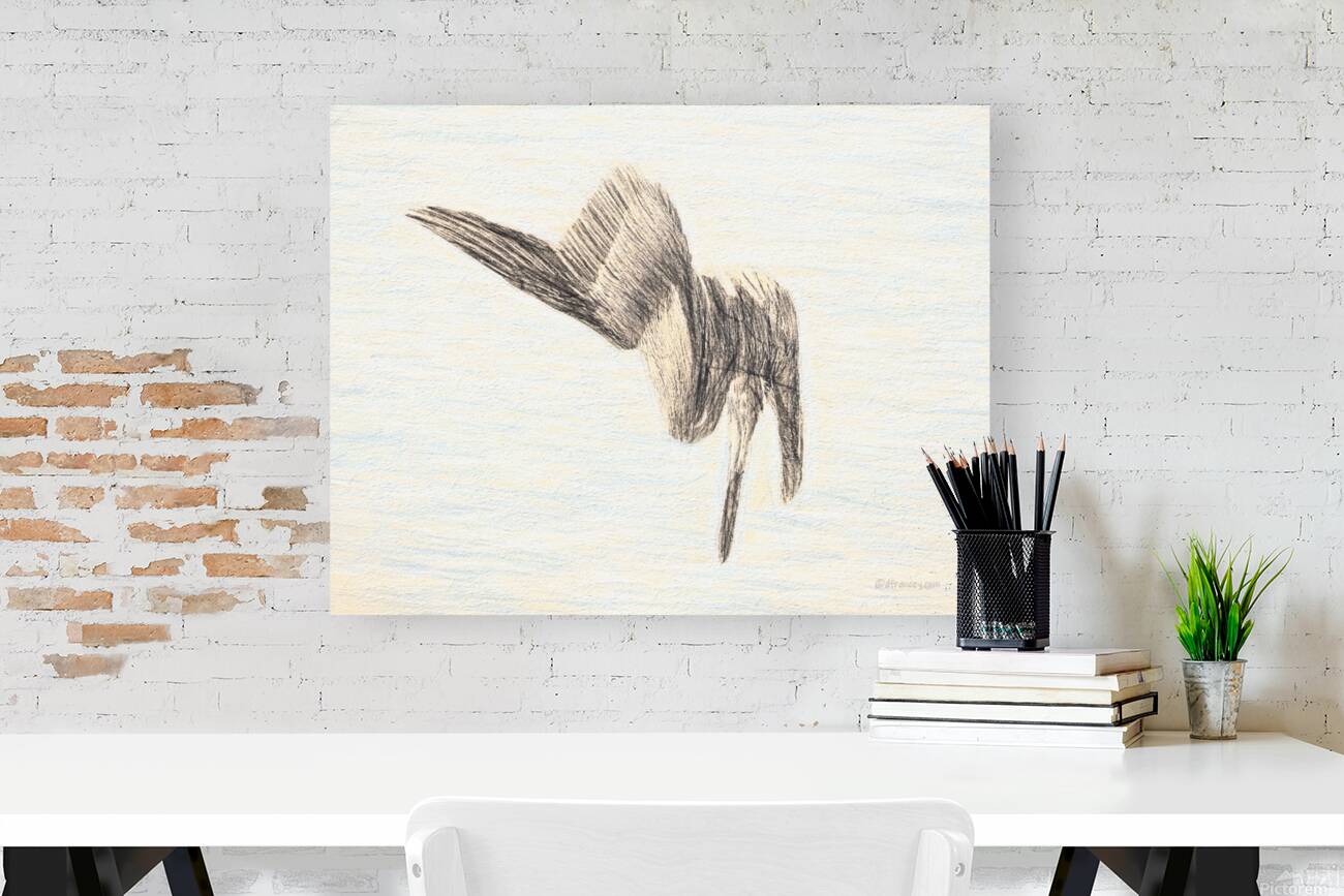 PelicanSketch3 Reproduction