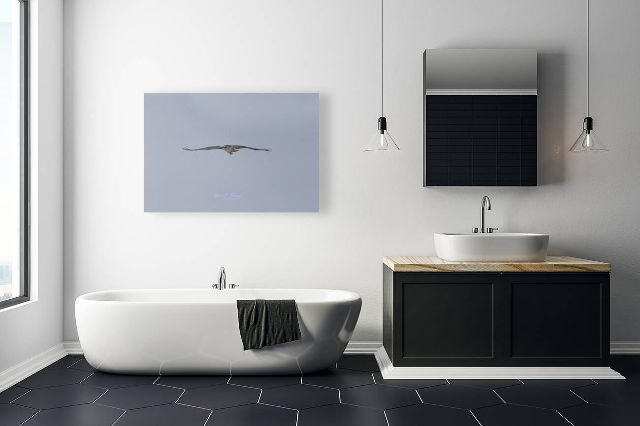 IMG 0091Osprey Reproduction