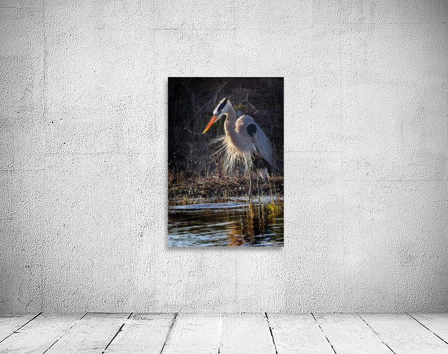 GreatBlueHeron Wall Preview