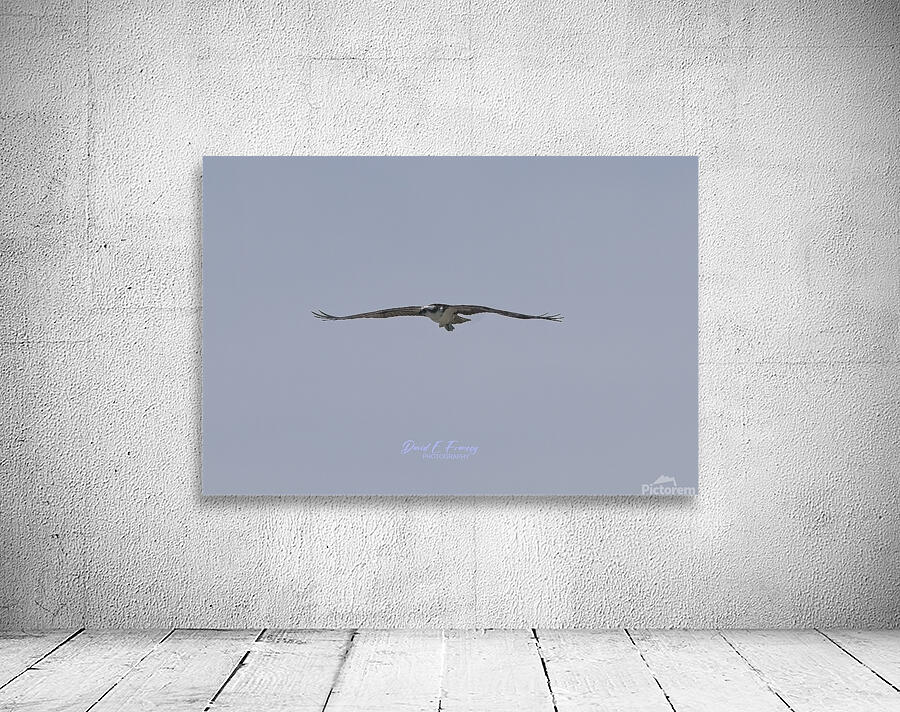 IMG 0091Osprey Wall Preview