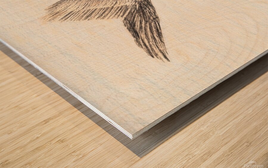 PelicanSketch3 Wood print