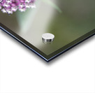 Monarch Butterfly Acrylic print