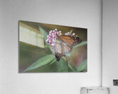Monarch Butterfly Acrylic Print