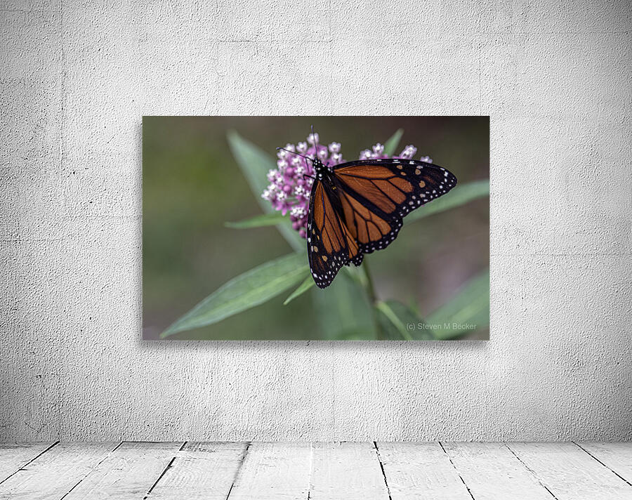 Monarch Butterfly Wall Preview
