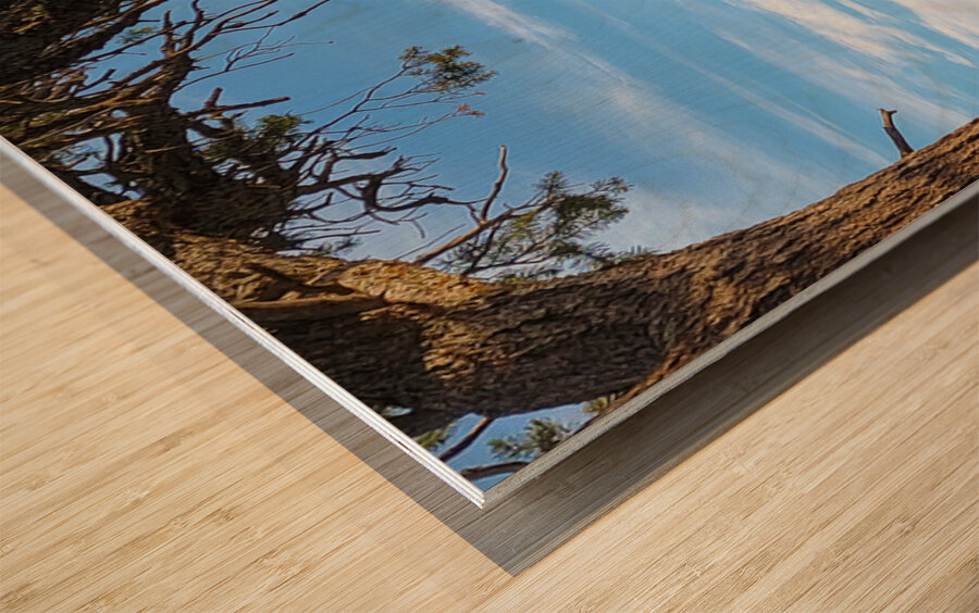 Morning at the Grand Canyon Wood print