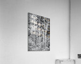 Fresh Snow Acrylic Print