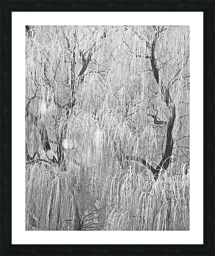Ritual Dance Picture Frame print