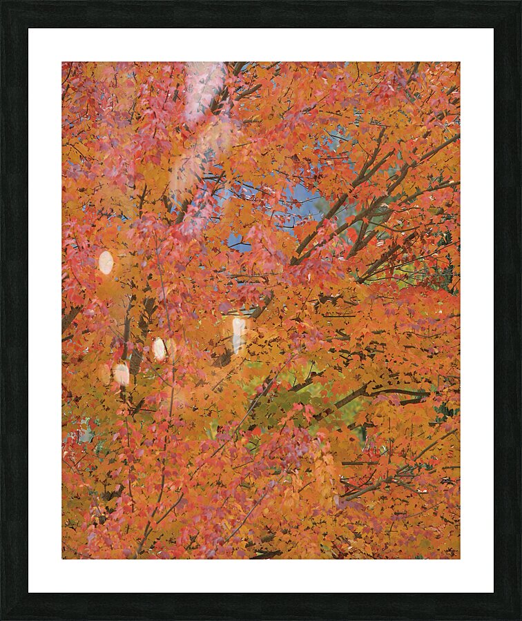 Autumn Maples Picture Frame print