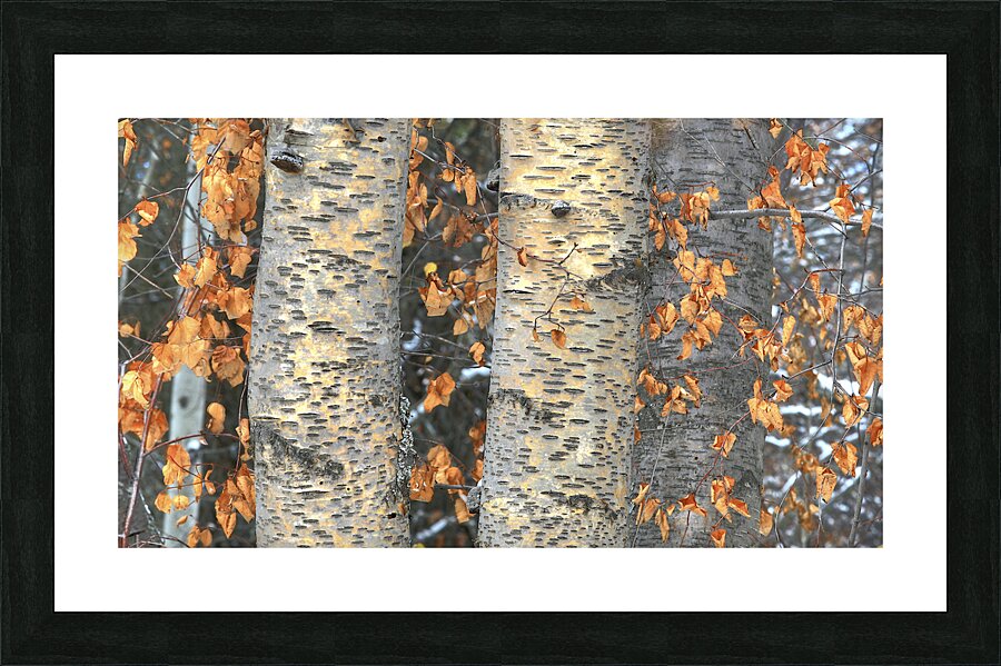 Yellow Aspen Picture Frame print
