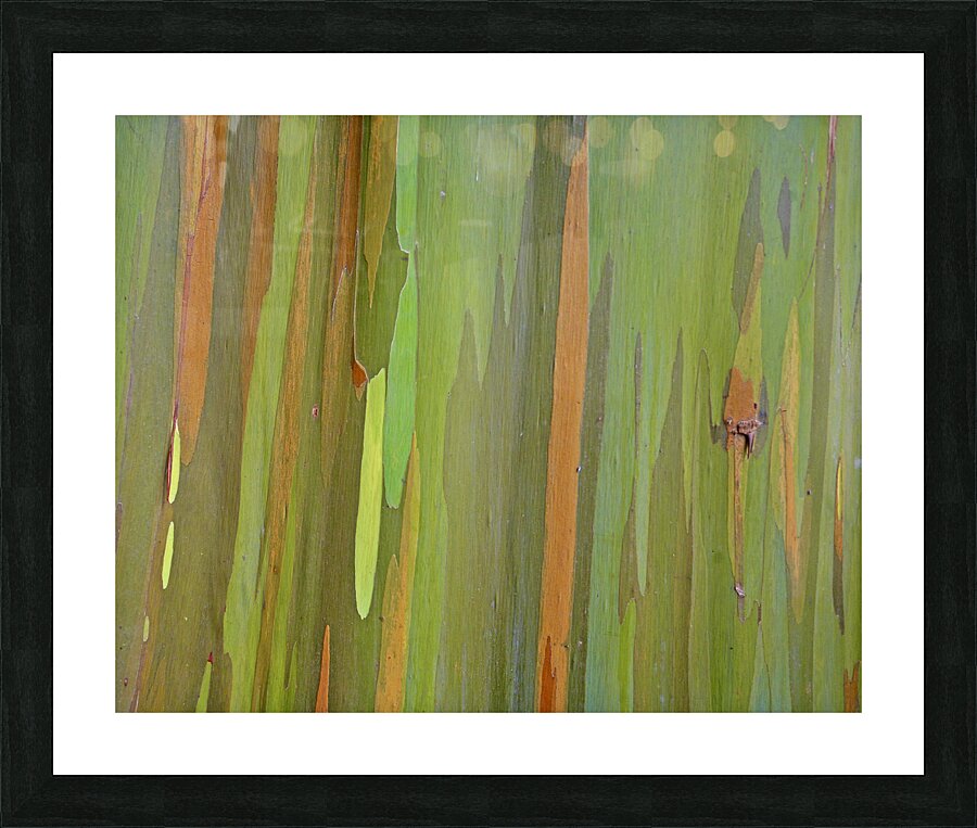 Eucalyptus Picture Frame print